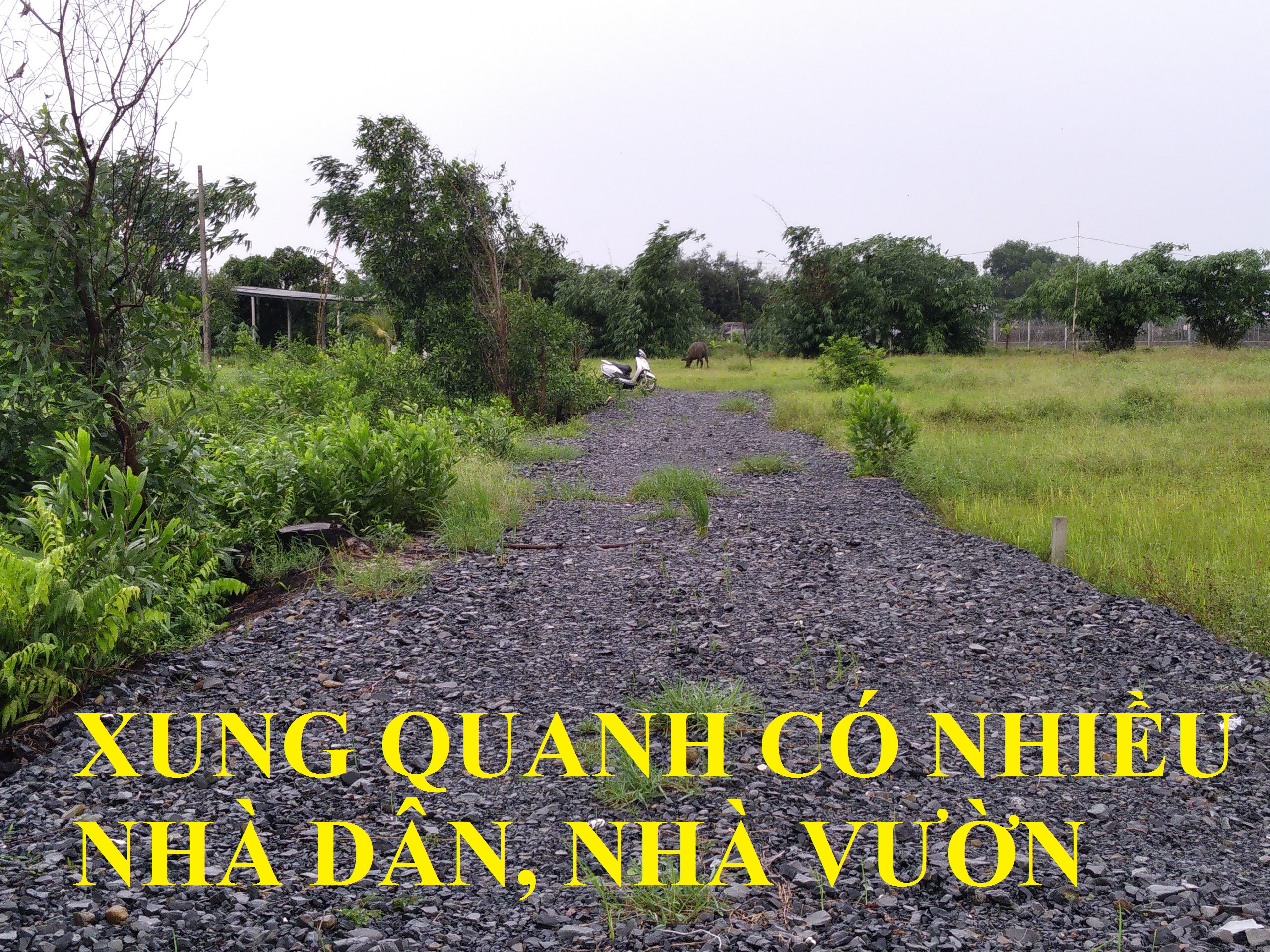 Ảnh nhà đất Đất Vườn Củ Chi gần 1000m2 13x54m đường xe hơi. Xã Tân Phú Trung, gần QL22, BV Xuyên Á